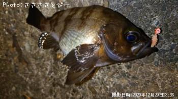 メバル＆カサゴ