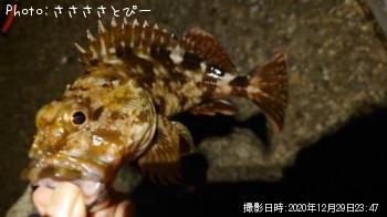 メバル＆カサゴ