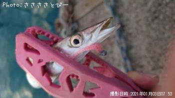 ޥ