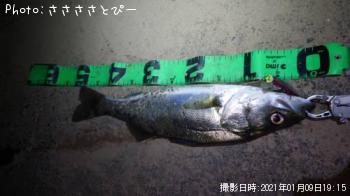 シーバス