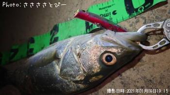 シーバス