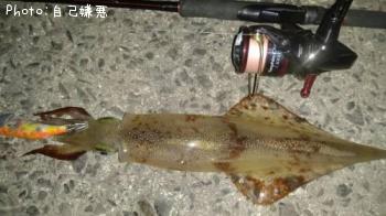 ヤリイカ