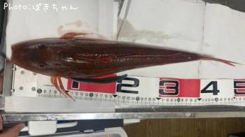 ホウボウ