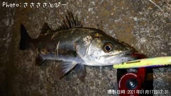 シーバス