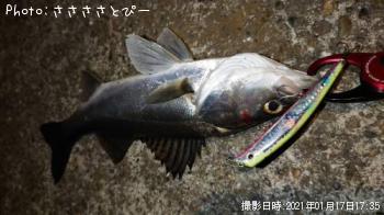 シーバス