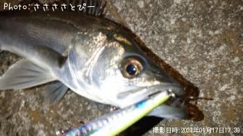 シーバス