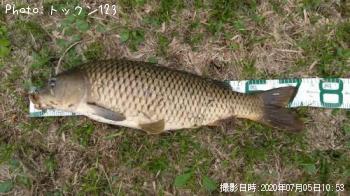 鯉