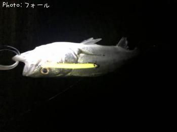 シーバス