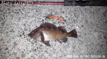 エゾメバル