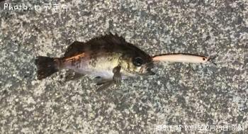 メバル