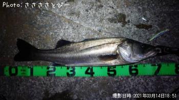 シーバス