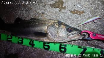 シーバス