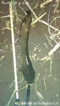 ナマズ