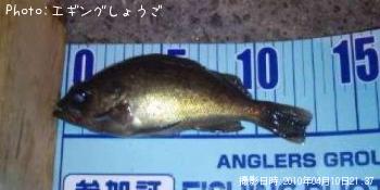 メバル