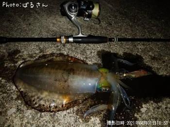 アオリイカ