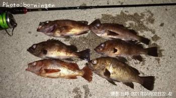メバル