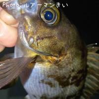 メバル