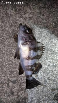 メバル