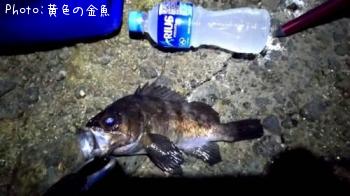 メバル