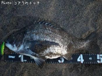 クロダイ