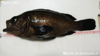メバル