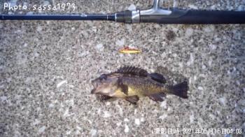 エゾメバル