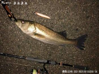 シーバス
