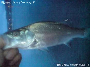 ヒラセイゴ