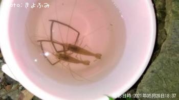 ¥Æ¥Ê¥¬¥¨¥Ó