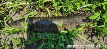 雷魚
