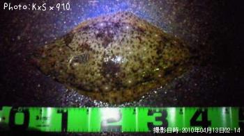 ヒラメ