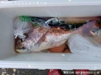 真鯛