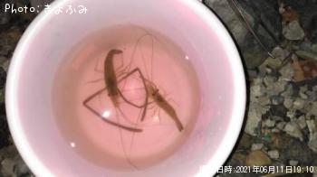 テナガエビ