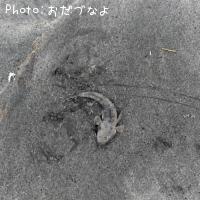 かわいいマゴチ