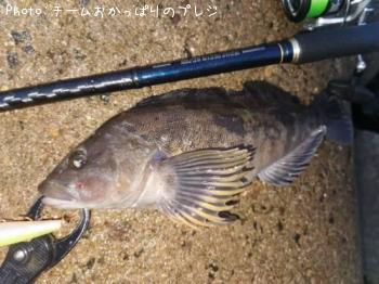 アイナメ