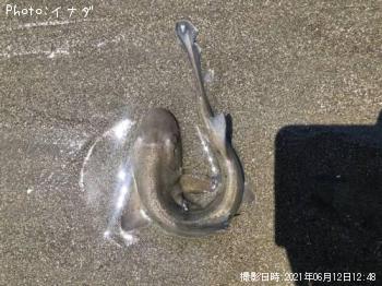 サメ