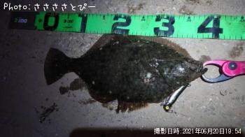 カレイ