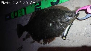 カレイ
