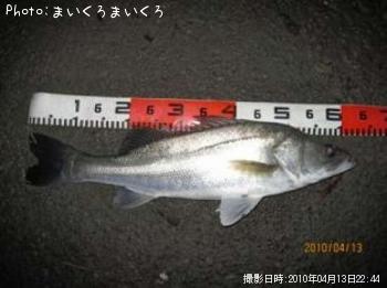 シーバス
