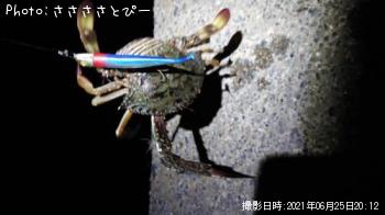 ޥ