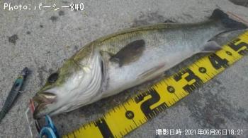 クロダイ