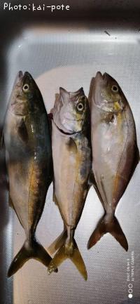 ショゴ