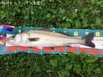 シーバス