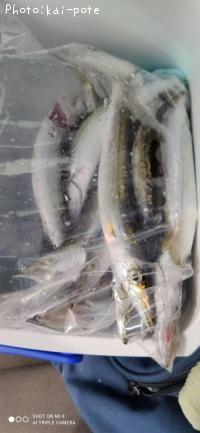 カマス