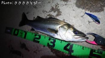 シーバス