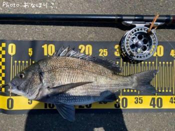 クロダイ
