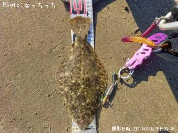 ヒラメ