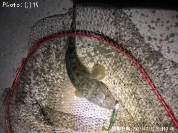 マゴチ
