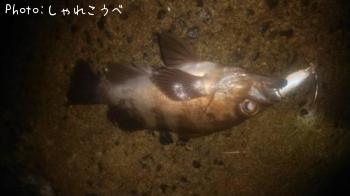 メバル