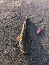 ޥ